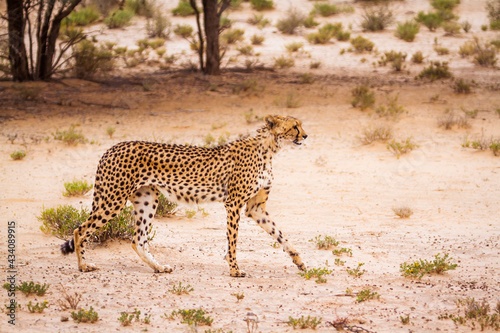 Cheetah walking in arid land in Kgalagadi transfrontier park  South Africa   Specie Acinonyx jubatus family of Felidae