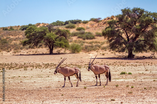 Two South African Oryx walking in arid land in Kgalagadi transfrontier park, South Africa; specie Oryx gazella family of Bovidae