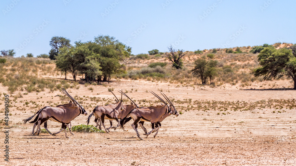 Small group of South African Oryx running in desert scenery in Kgalagadi transfrontier park, South Africa; specie Oryx gazella family of Bovidae Small group of South African Oryx running in desert scenery in Kgalagadi transfrontier park, South Africa; specie Oryx gazella family of Bovidae