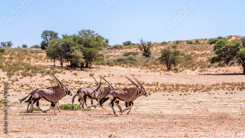 Fototapeta Naklejka Na Ścianę i Meble -  Small group of South African Oryx running in desert scenery in Kgalagadi transfrontier park, South Africa; specie Oryx gazella family of Bovidae