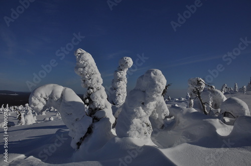 Pine and spruce trees under snow in Northern Karelia, Paanajarvi National Park is the land of well-preserved wild nature, Magical winter day photo