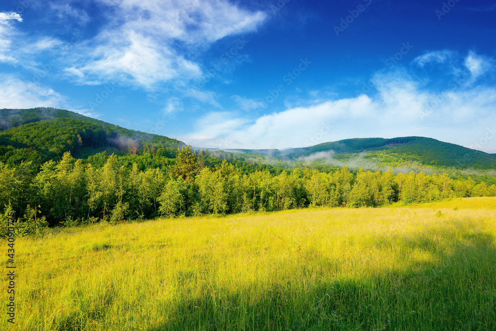 forest on the grassy meadow in the forenoon. beautiful rural landscape in summer. mist spreads from the distant mountains above the treetops beneath a wonderful sky with clouds