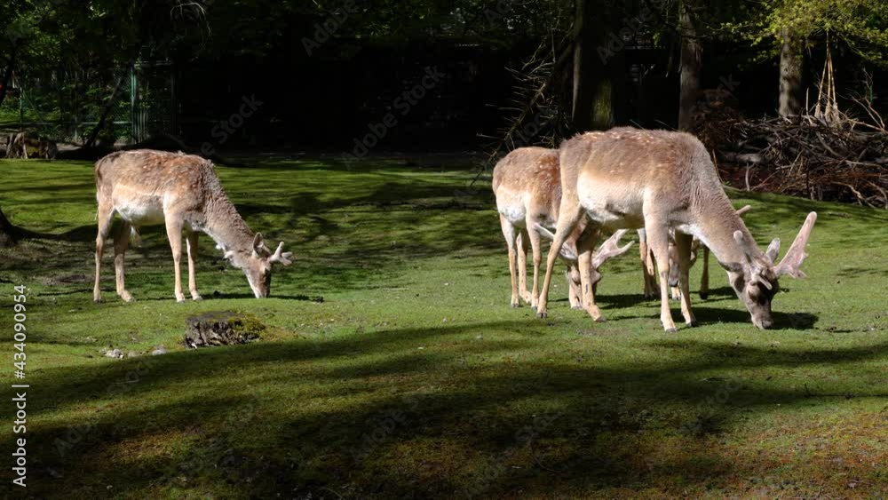 The fallow deer, Dama mesopotamica is a ruminant mammal belonging to the family Cervidae. The fallow deer, Dama mesopotamica is a ruminant mammal belonging to the family Cervidae.