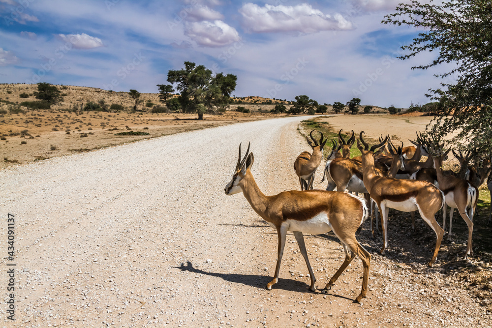 Springbok group standing in tree shadow on safari road in Kgalagari