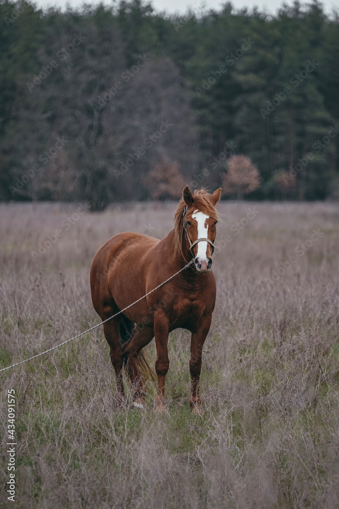 Fototapeta premium horse in the meadow