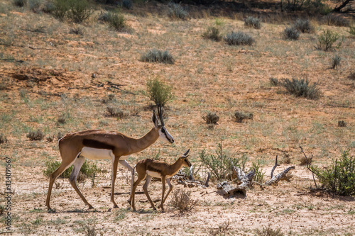 Springbok female with cub in Kgalagari transfrontier park, South Africa ; specie Antidorcas marsupialis family of Bovidae