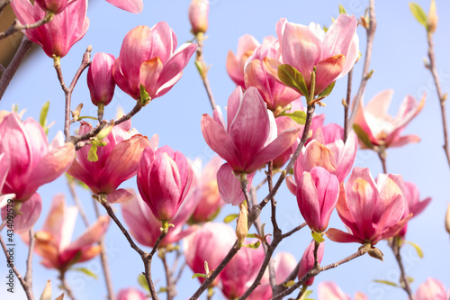 Beautiful magnolia tree with pink blossom outdoors, closeup. Spring season