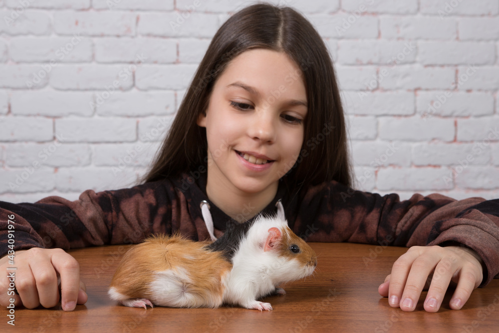 Guinea pig on wooden table, girl looking at pet, smiling Guinea pig on wooden table, girl looking at pet, smiling