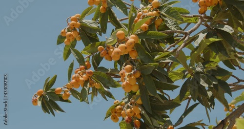 Albero di nespole in Calabria photo