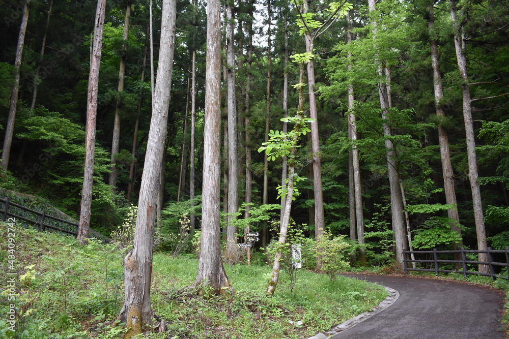 Fototapeta premium 日本 群馬 八ッ場ダムの傍 猿橋 5月の風景