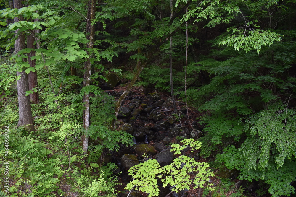 Fototapeta premium 日本 群馬 八ッ場ダムの傍 猿橋 5月の風景