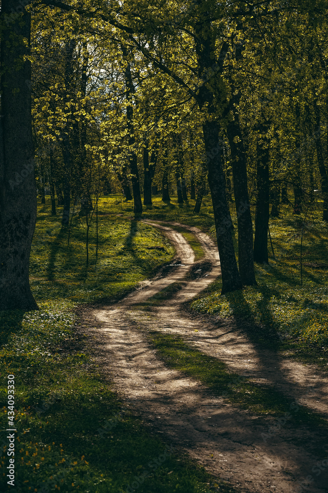 Obraz premium path in autumn forest