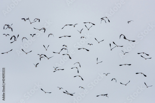 Northern lapwing, Vanellus vanellus in flight © Maciej Olszewski