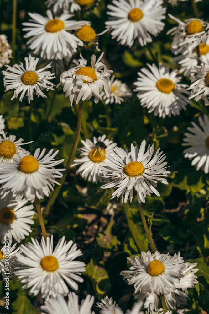 daisies in a garden daisies in a garden