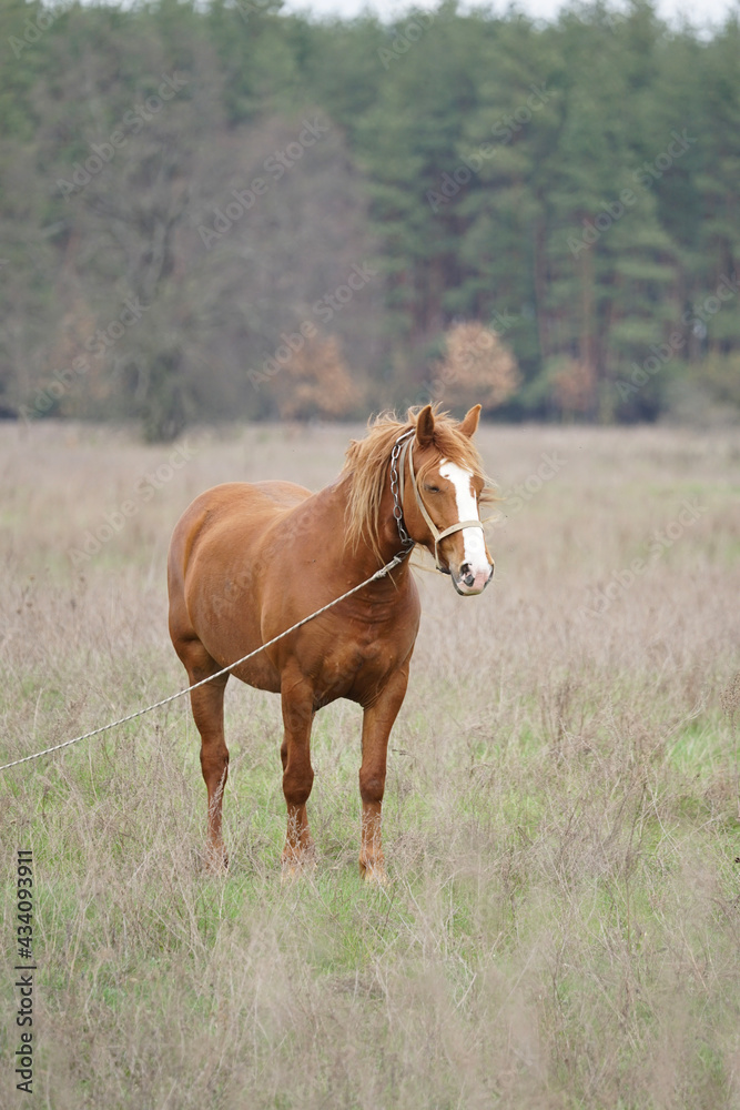 horse in a meadow horse in a meadow
