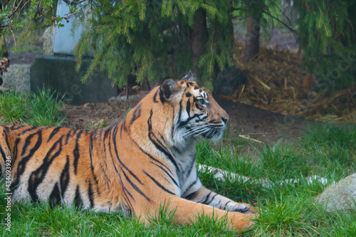 A beautiful big tiger lies in the grass in the park.