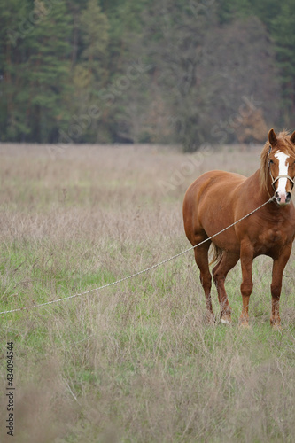 horse and foal