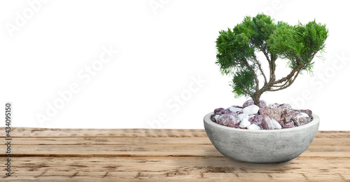 Beautiful bonsai tree in pot on wooden table against white background. Banner design