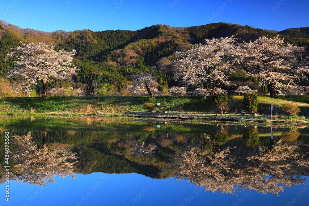 岩手県遠野市　青空と桜並木