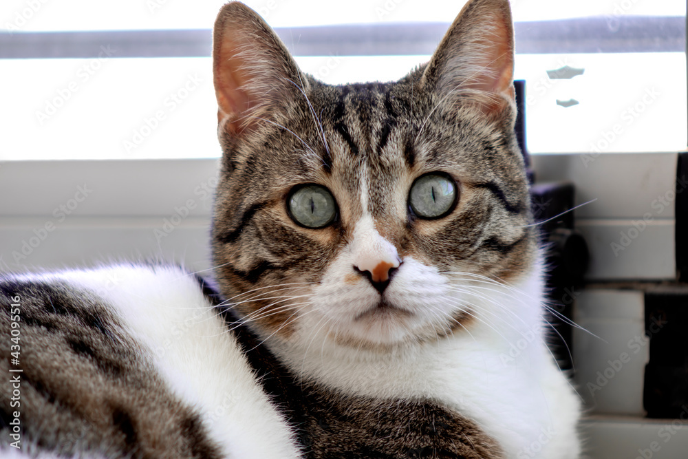 Portrait of cute tabby cat, gorgeous eyes.