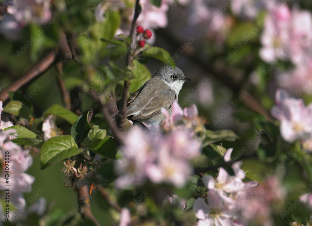 The lesser whitethroat (Curruca curruca) close-up portraits in natural habitat on a beautiful blurred background The lesser whitethroat (Curruca curruca) close-up portraits in natural habitat on a beautiful blurred background