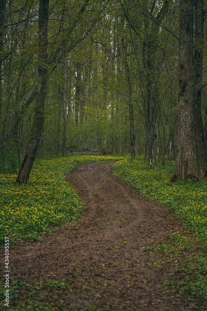 Fototapeta premium path in the woods