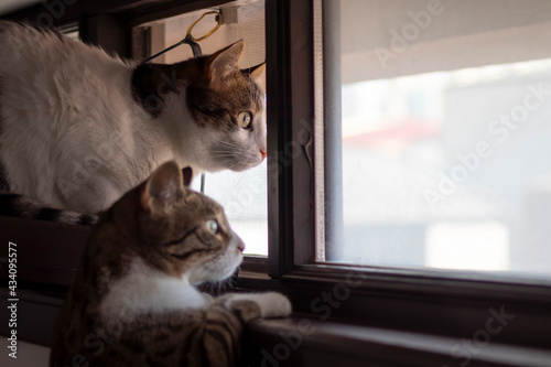 Bilde på lerret The cat carefully looking at the birds flying outside