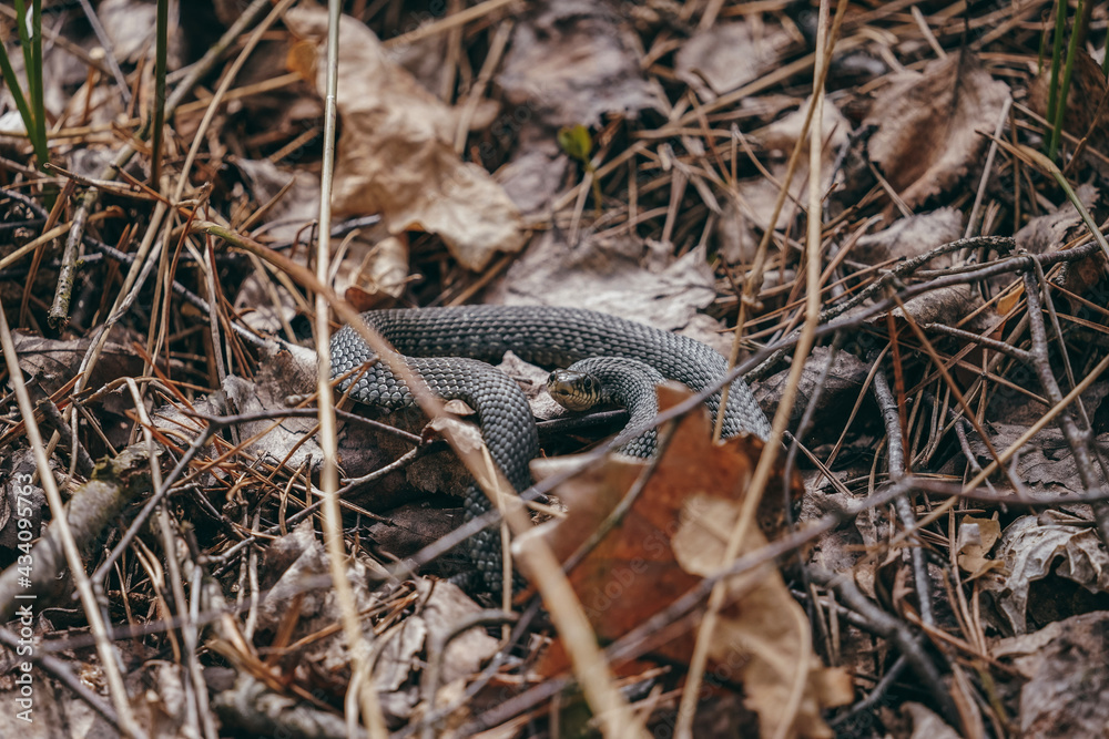 Fototapeta premium snake in the grass