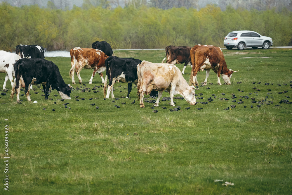 cows grazing in a field cows grazing in a field
