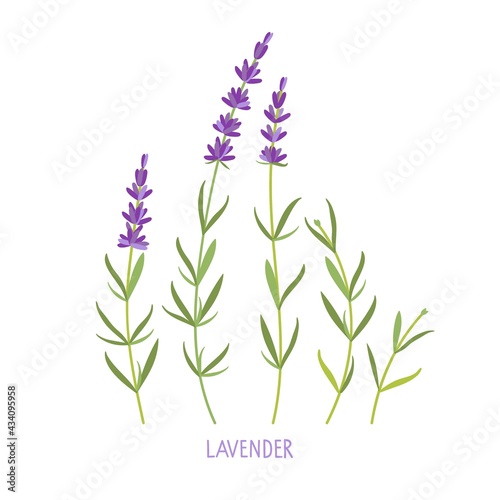 Lavender plant. Vector flat grass lavender Illustration. Lavender flowers collection isolated. For label  packaging  card. Healing and cosmetics herb. Medical plant. For natural and organic products.