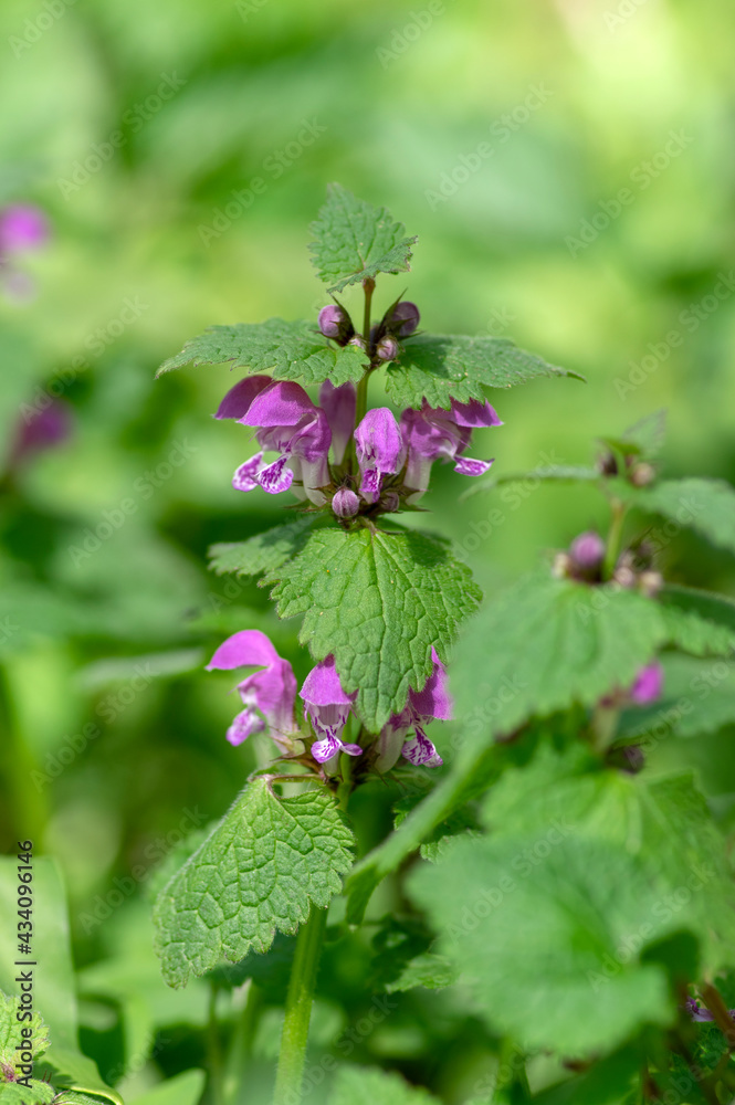 Lamium purpureum wild pink flowering purple dead-nettle flowers in bloom, group of flowering plants Lamium purpureum wild pink flowering purple dead-nettle flowers in bloom, group of flowering plants