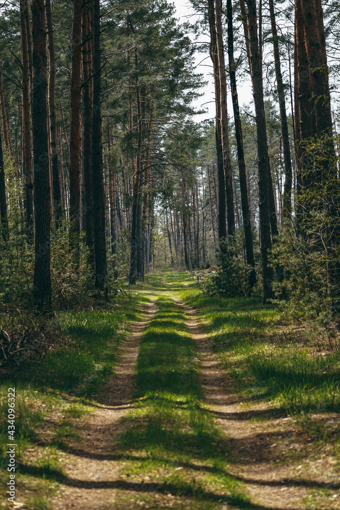 Fototapeta premium path in the forest
