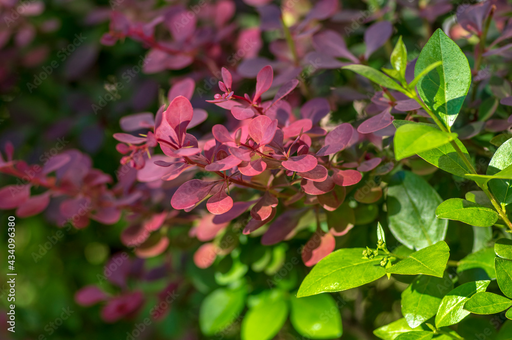 Berberis thunbergii japanese barberry ornamental shrub, group of green, purple and reddish leaves Berberis thunbergii japanese barberry ornamental shrub, group of green, purple and reddish leaves