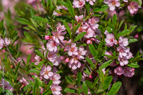 Prunus tenella dwarf Russian Almond pink flowers in bloom, beautiful ornamental plant in bloom