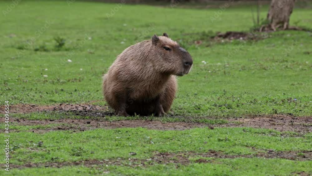 The capybara, Hydrochoerus hydrochaeris is the largest extant rodent in the world. Its closest relatives are agouti, chinchillas, coyphillas, and guinea pigs. Native to South America. The capybara, Hydrochoerus hydrochaeris is the largest extant rodent in the world. Its closest relatives are agouti, chinchillas, coyphillas, and guinea pigs. Native to South America.