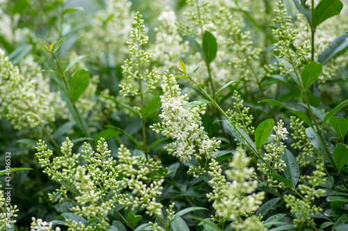 Tableau sur toile Ligustrum vulgare wild european privet white flowering plant, group of scented f