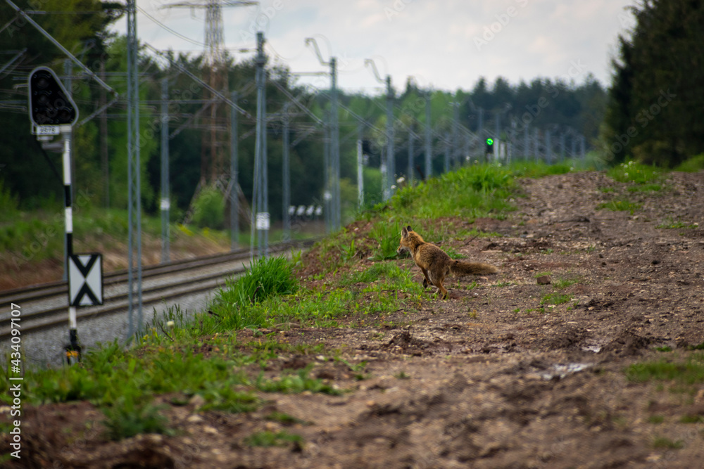 Fototapeta premium Fox in the landscape