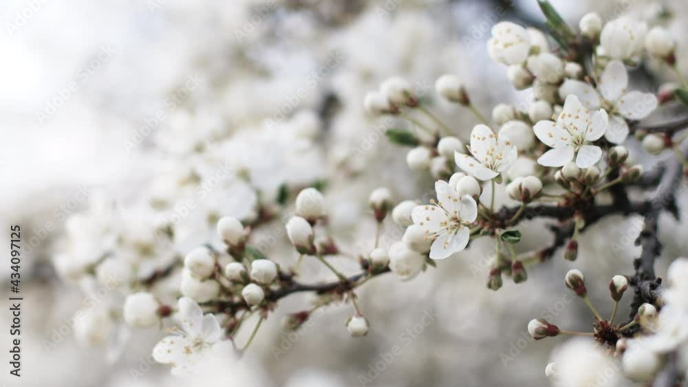 4k. Beautiful nature scene with blooming tree. Abstract blurred background. 4k. Beautiful nature scene with blooming tree. Abstract blurred background.