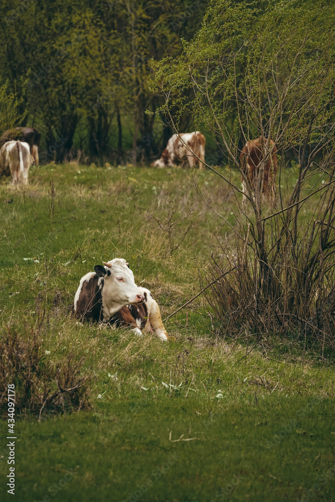 Obraz premium cows grazing in a field