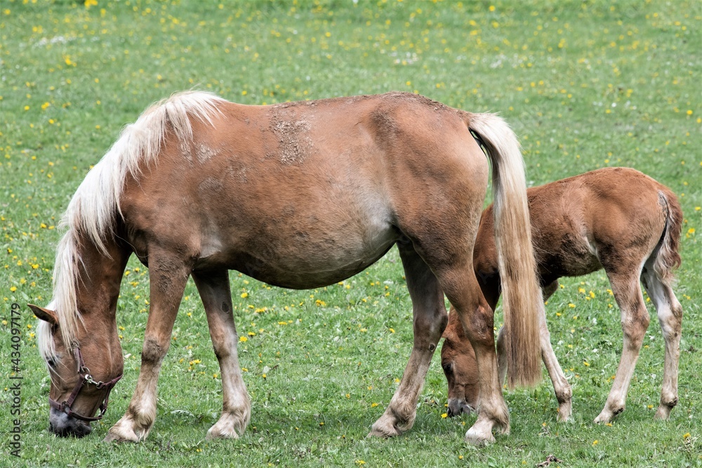 Haflingerstute mit Nachwuchs - Die robusten, kleinen und gutmütigen Pferde werden heute besonders zum Reiten genutzt. Die Kleinpferde sind besonders für Kinder zum Reiten geeignet Haflingerstute mit Nachwuchs - Die robusten, kleinen und gutmütigen Pferde werden heute besonders zum Reiten genutzt. Die Kleinpferde sind besonders für Kinder zum Reiten geeignet