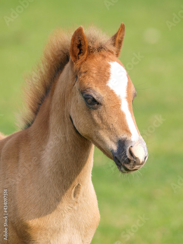 Welsh Pony Foal