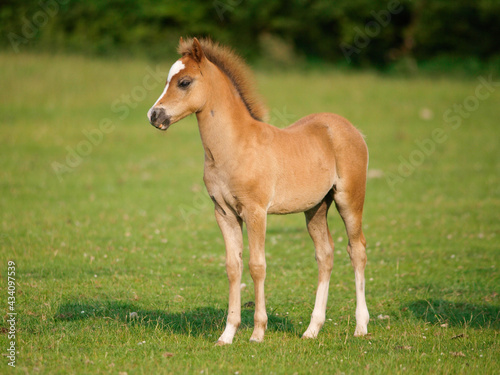 Welsh Pony Foal © Nigel Baker