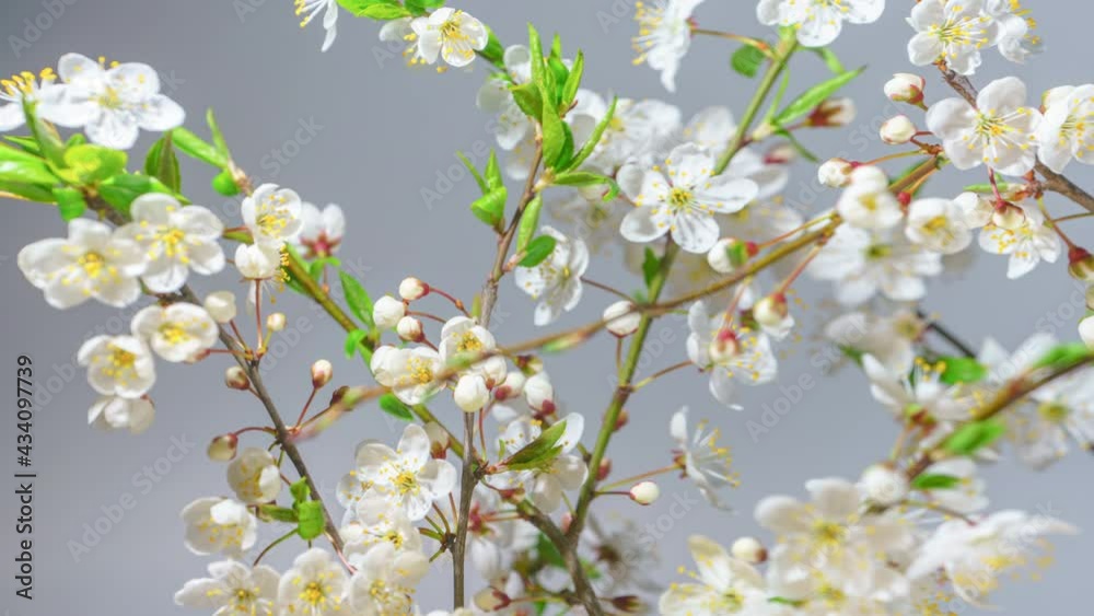Cherry Branches with Many Blooming Flower Buds Time Lapse. Cherry Orchard Blossom in Spring, Background 4K UHD Cherry Branches with Many Blooming Flower Buds Time Lapse. Cherry Orchard Blossom in Spring, Background 4K UHD