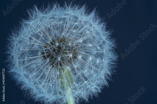 Close up of dandelion on dark blue background.Selective focus.