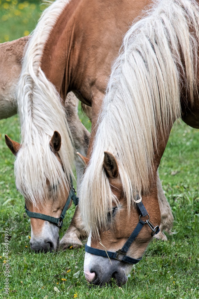 Zwei schöne Haflinger Stuten beim Grasen - Haflinger sind beliebte ...
