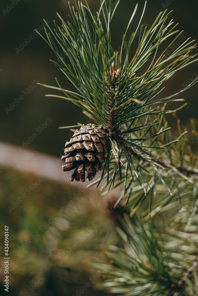 Fototapeta premium close up of a pine cone