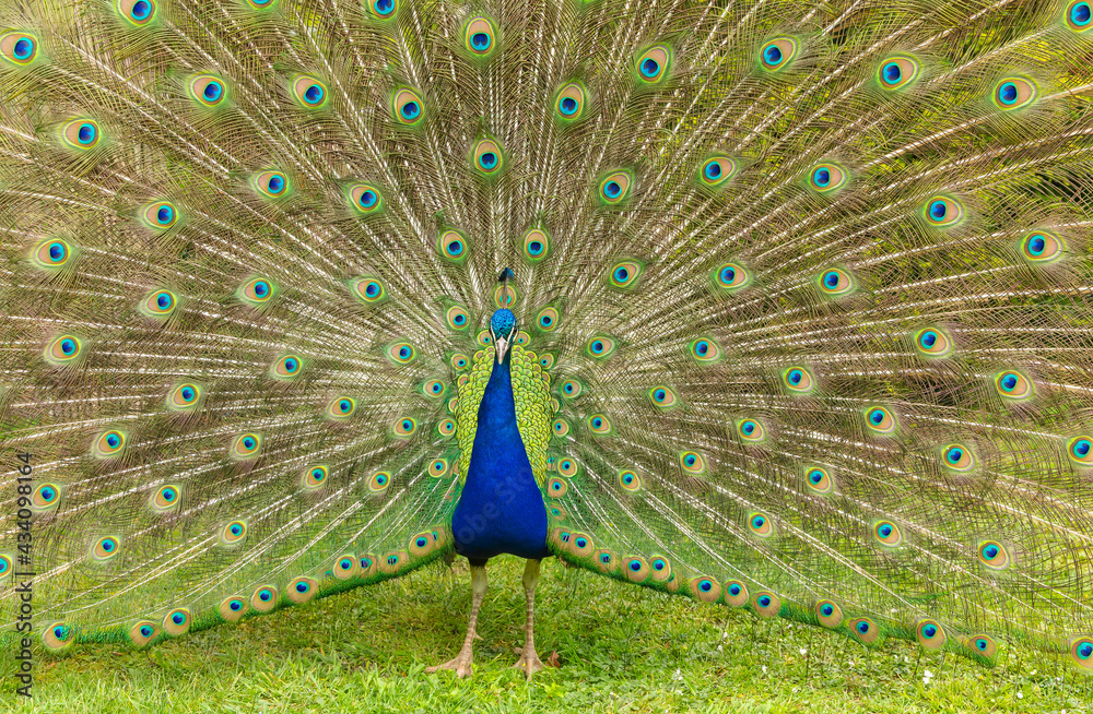 Naklejka premium Blue male Peacock displaying his colourful tail feathers with iridescent eyes and fanning them out to full height during breeding season to attract a female or Peahen. Horizontal.