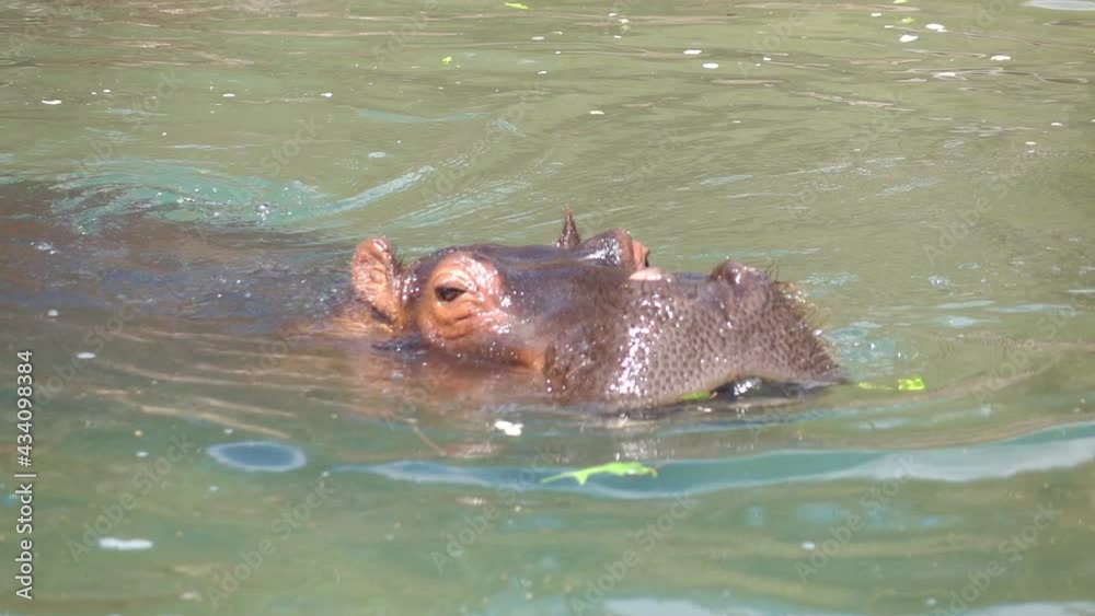Hippo swims in the water in slow motion 60fps Hippo swims in the water in slow motion 60fps