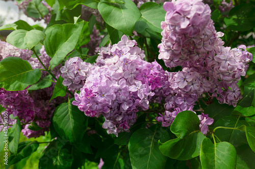 Spring branch of blooming purple lilac close-up. Spring and flowering trees.