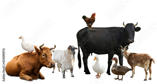 Group of different farm animals on white background